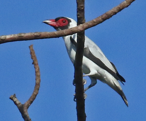 Masked Tityra