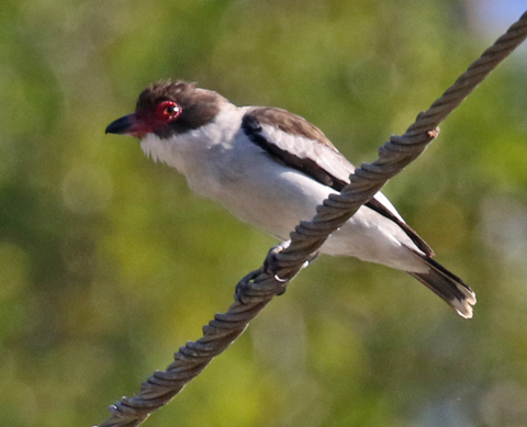 Masked Tityra