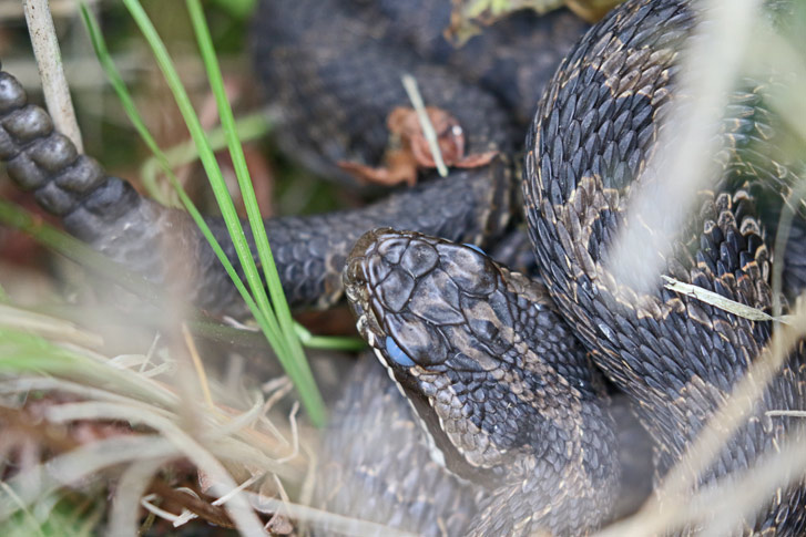 Eastern Massasauga Rattlesnake photo #3