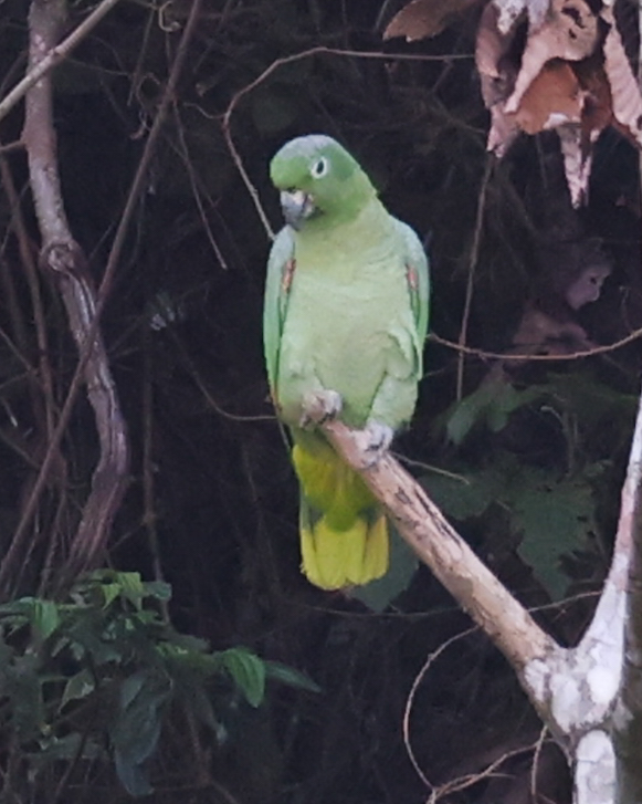 Mealy Amazon
