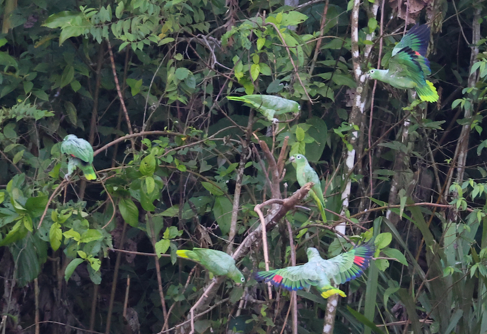Mealy Amazon