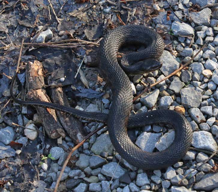 Mississippi Green Watersnake