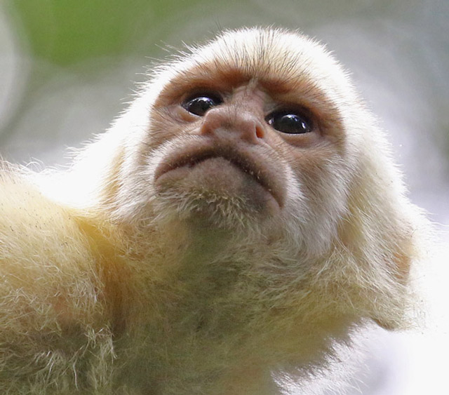 White-headed Capuchin Monkey