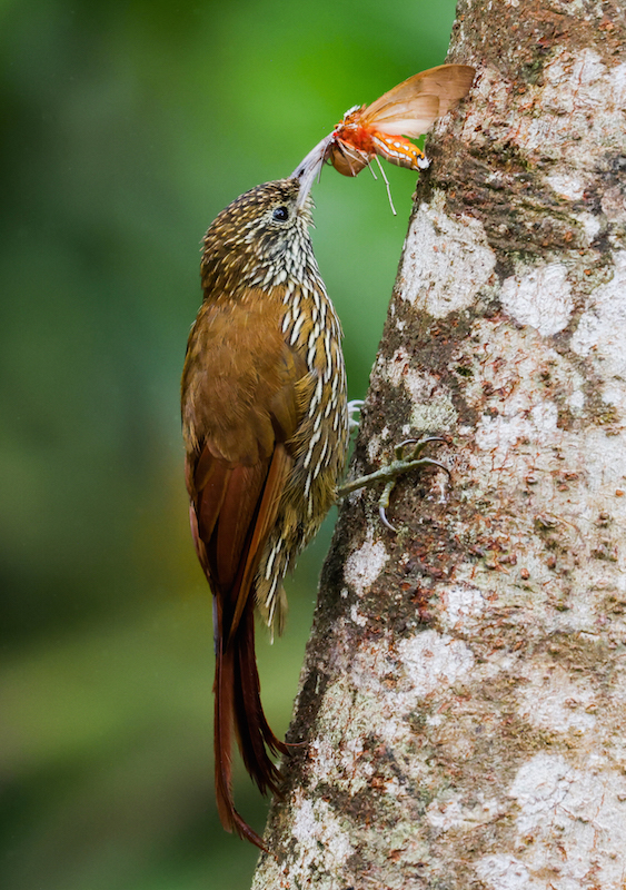 Montane Woodcreeper