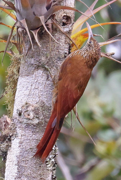 Montane Woodcreeper