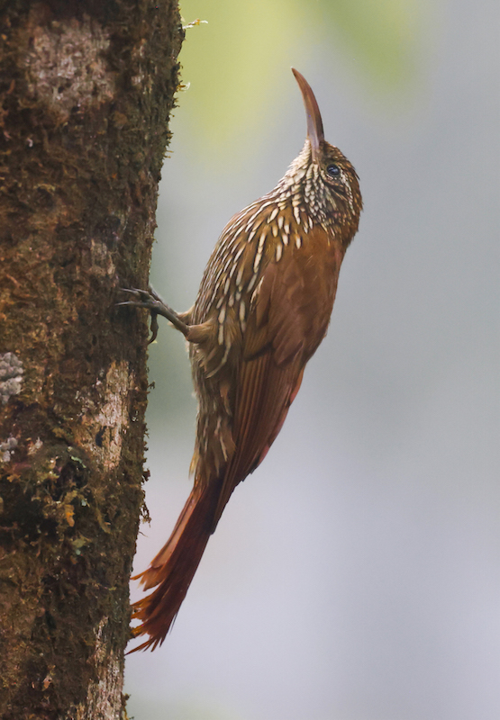 Montane Woodcreeper