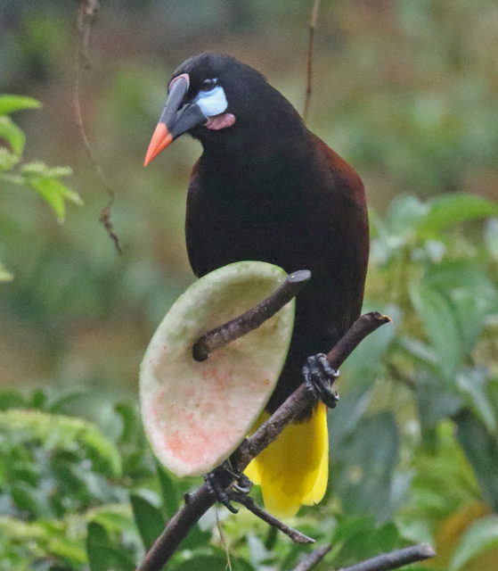 Montezuma Oropendola