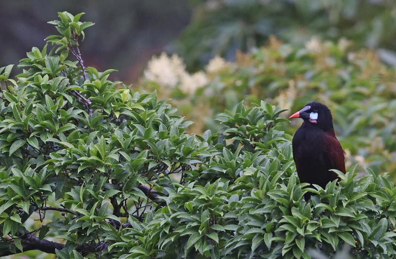 Montezuma Oropendola