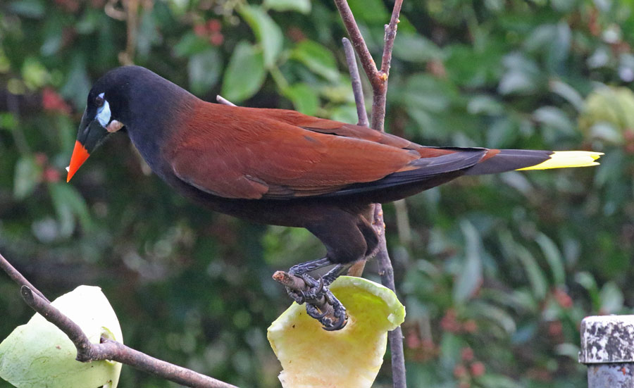Montezuma Oropendola