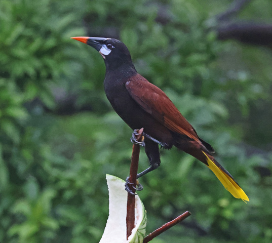 Montezuma Oropendola