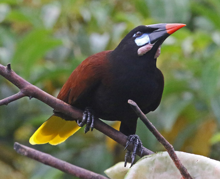 Montezuma Oropendola