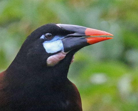 Montezuma Oropendola