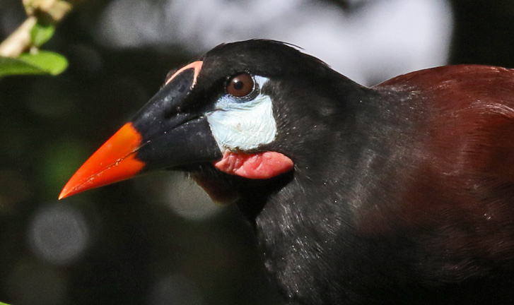 Montezuma Oropendola