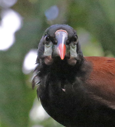 Montezuma Oropendola