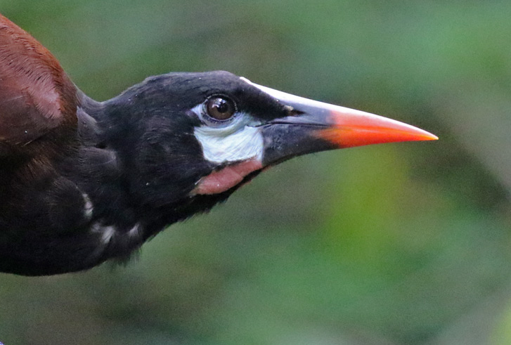 Montezuma Oropendola