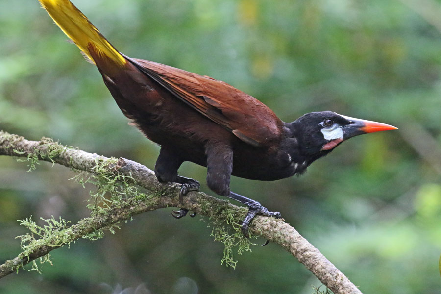Montezuma Oropendola