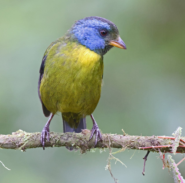 Moss-backed Tanager