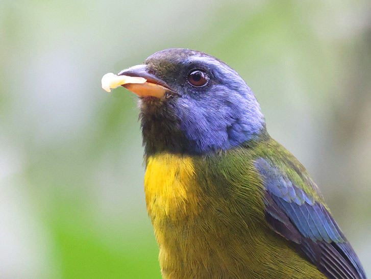 Moss-backed Tanager
