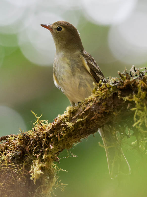 Mountain Elaenia