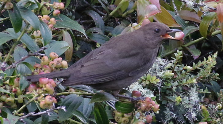 Mountain Thrush