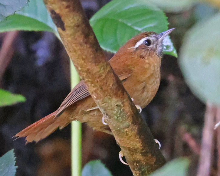 Mountain Wren