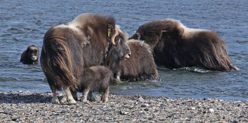 Muskox photo 2