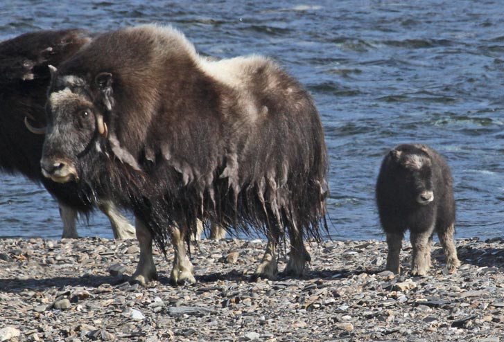 Muskox photo 1