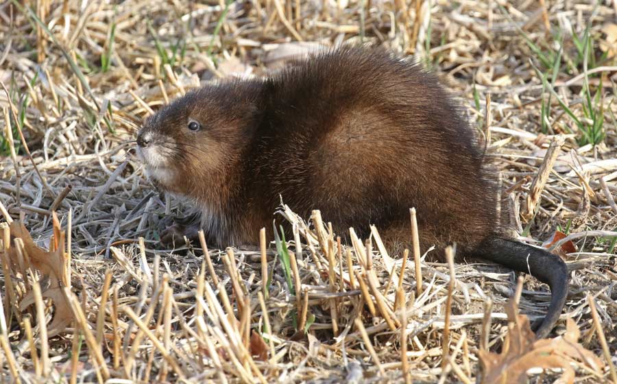 Common Muskrat