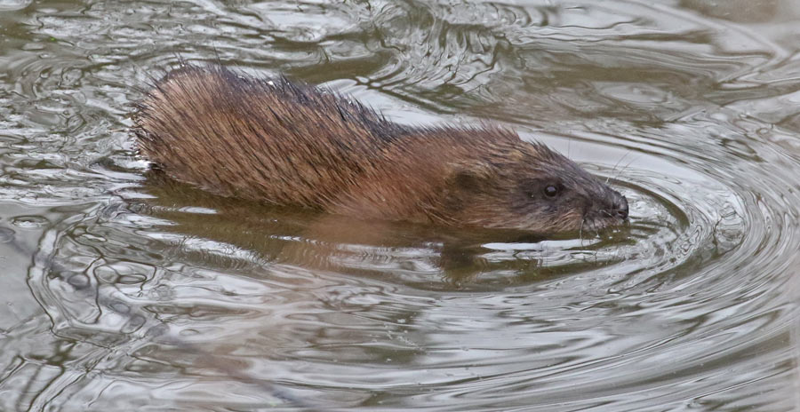 Common Muskrat