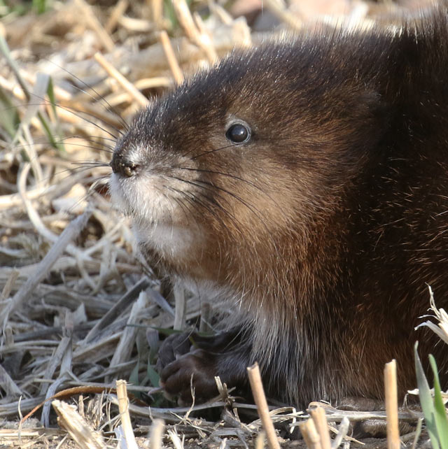 Common Muskrat
