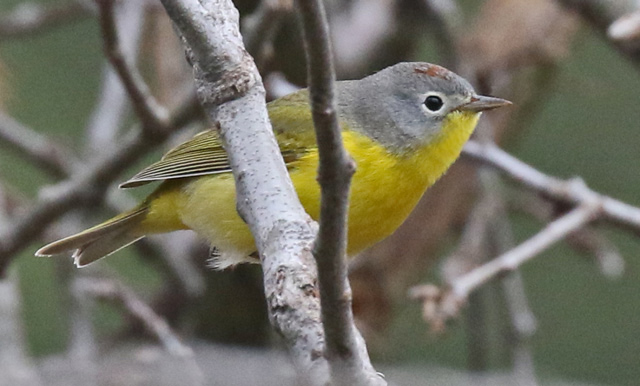 Nashville Warbler (spring male)