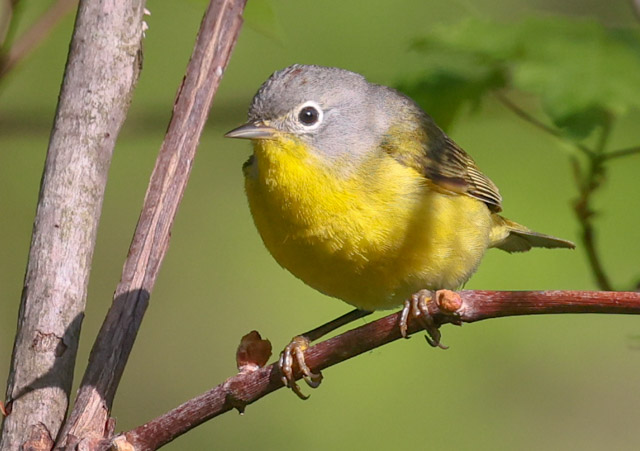 Nashville Warbler (spring male)