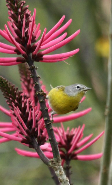 Nashville Warbler (spring male)