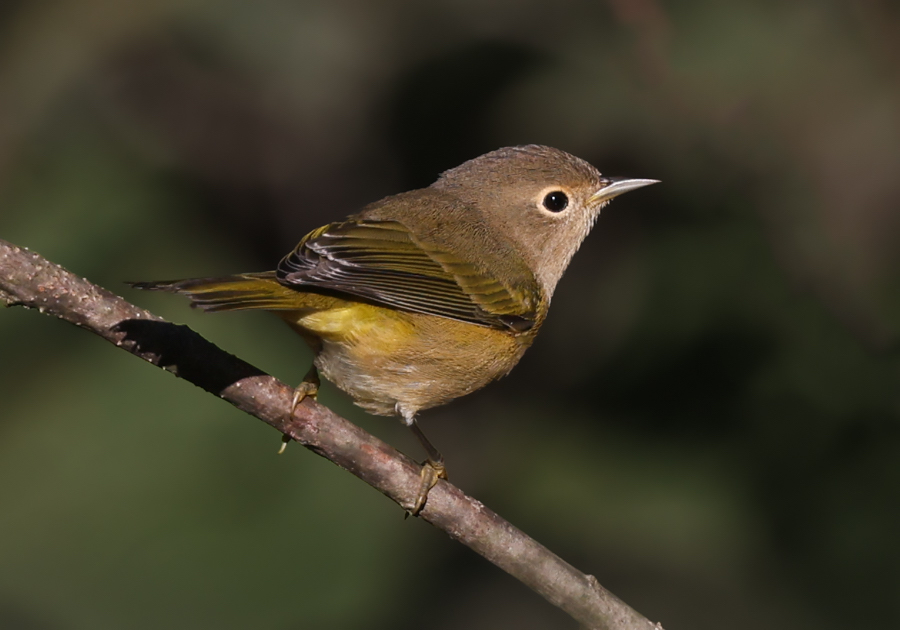 Nashville Warbler (fall)
