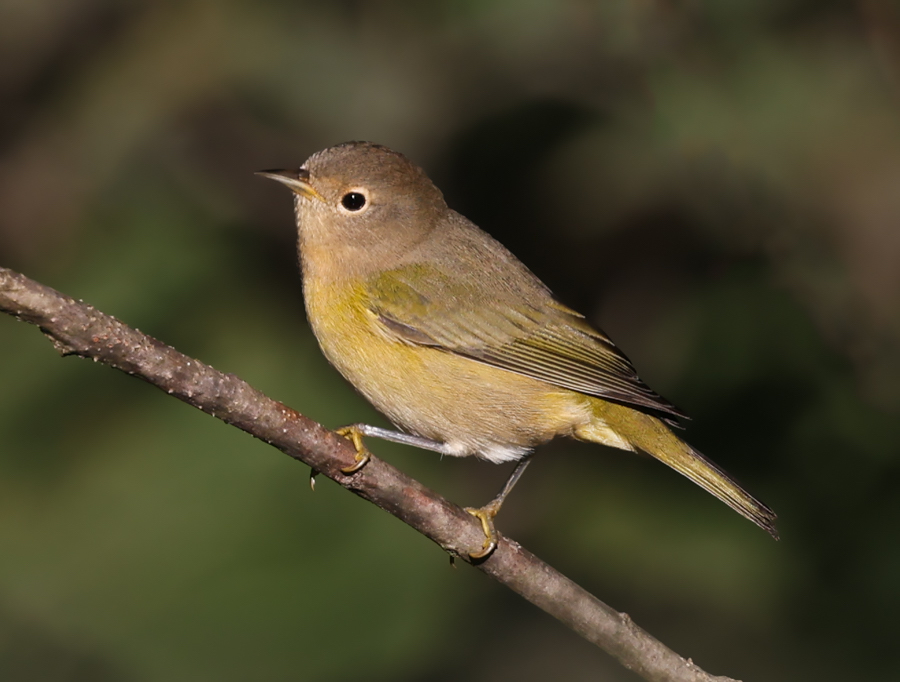 Nashville Warbler (fall)