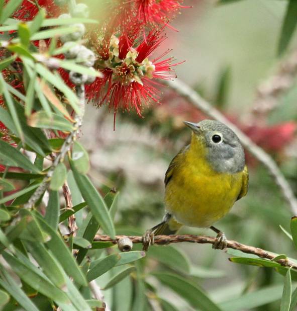 Nashville Warbler (spring male)