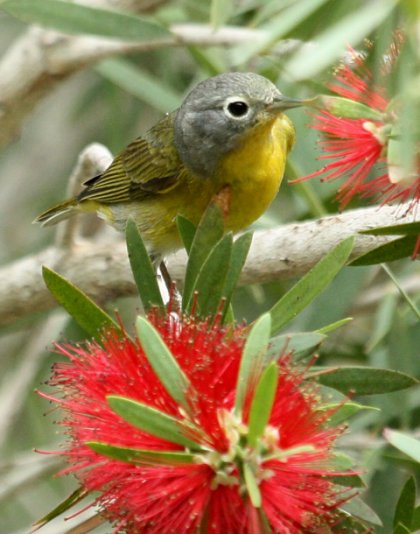 Nashville Warbler (spring male)