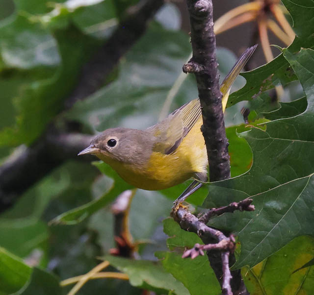 Nashville Warbler (fall)