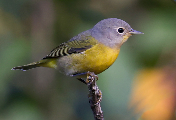 Nashville Warbler (fall)