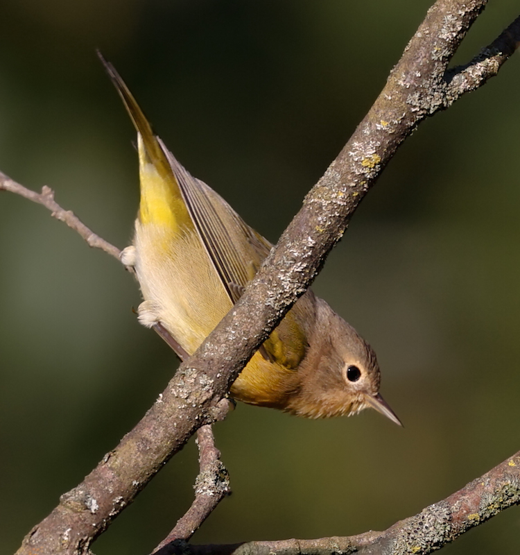 Nashville Warbler (fall)