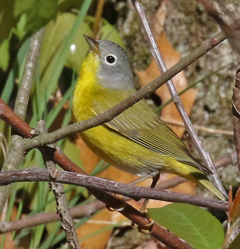 Nashville Warbler (spring male)