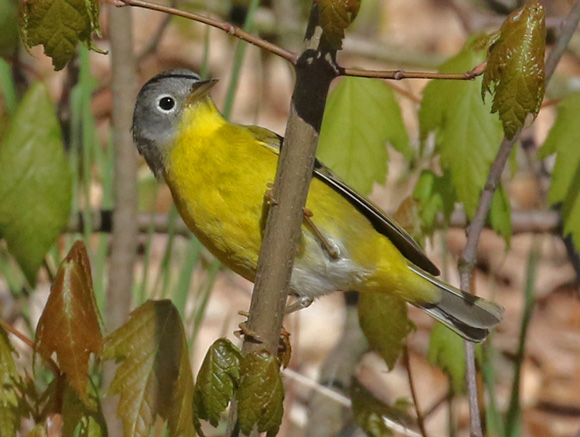 Nashville Warbler (spring male)
