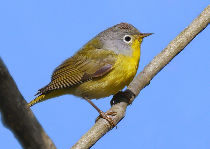 Nashville Warbler (spring male)