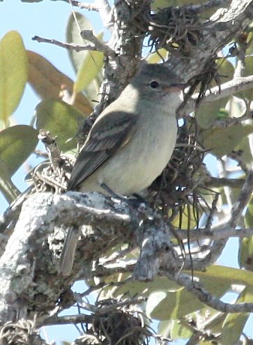 Northern Beardless-Tyrannulet