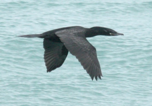Neotropic Cormorant photo #1
