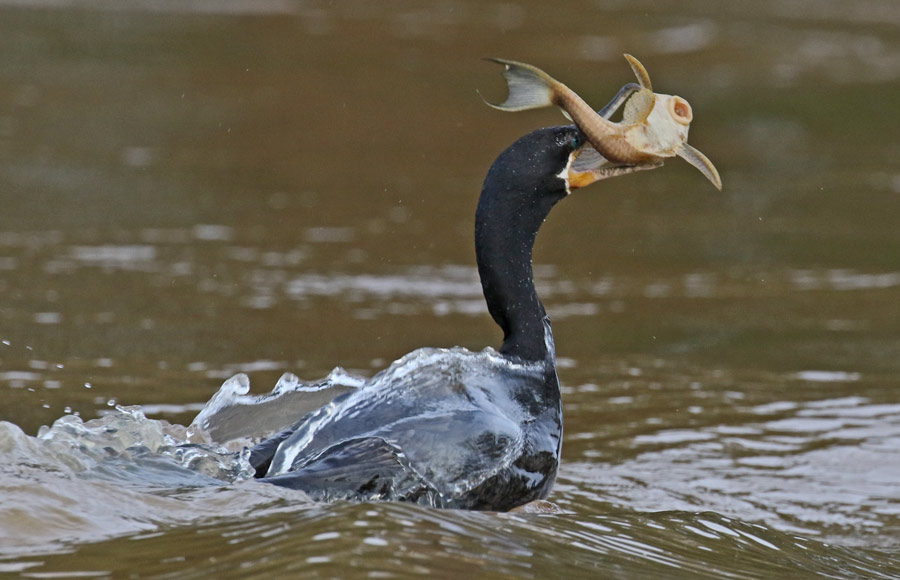 Neotropic Cormorant
