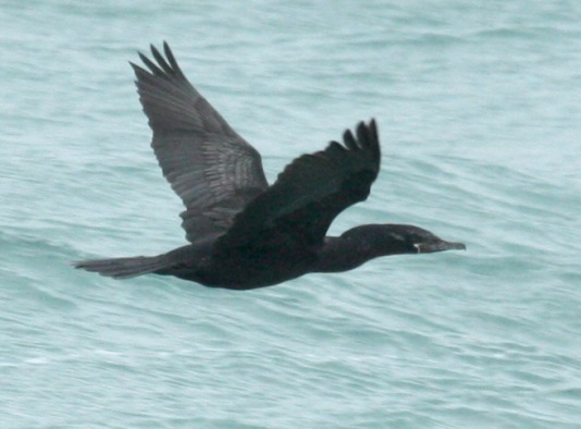 Neotropic Cormorant photo #2