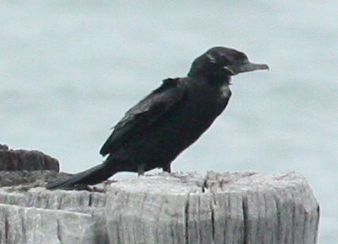 Neotropic Cormorant photo #3