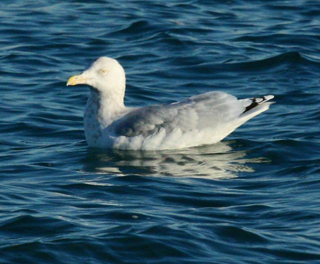 Nelson's Gull (adult)