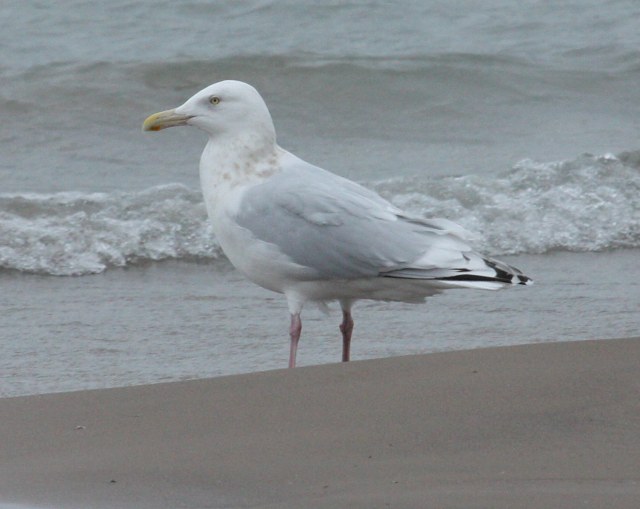 Nelson's Gull (adult)
